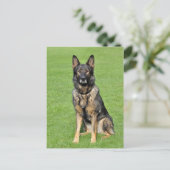 ドイツ羊飼い子犬空白のポストカード ポストカード (スタンド正面)