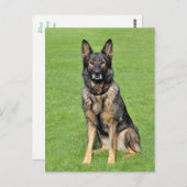 ドイツ羊飼い子犬空白のポストカード ポストカード (正面/裏面)