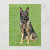 ドイツ羊飼い子犬空白のポストカード ポストカード (正面)