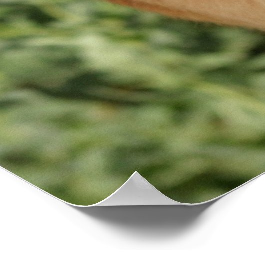 ドイツ羊飼い犬のポスタープリント ポスター (角)