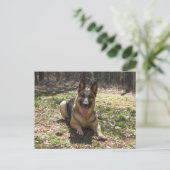 ドイツ羊飼い犬はがき ポストカード (スタンド正面)