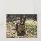 ドイツ羊飼い犬はがき ポストカード (正面/裏面)