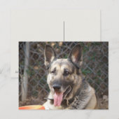 ドイツ羊飼い犬はがき ポストカード (正面/裏面)