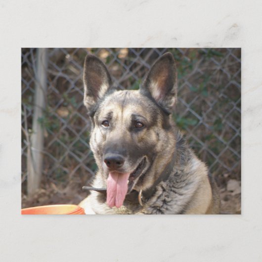ドイツ羊飼い犬はがき ポストカード (正面)