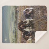 ドイツ語のポインタ シェルパブランケット (正面(横))