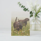 ドイツ語のポインタ ポストカード (スタンド正面)