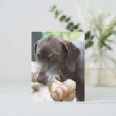 ドイツ語の短いポインタ ポストカード (スタンド正面)