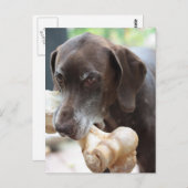 ドイツ語の短いポインタ ポストカード (正面/裏面)