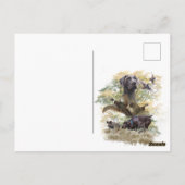 ドイツ語の短いポインタ(GSP) ポストカード (裏面)