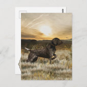 ドイツ語の短いポインタ(GSP) ポストカード (正面/裏面)