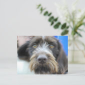 ドイツ語の線毛ポインタ葉書 ポストカード (スタンド正面)