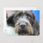 ドイツ語の線毛ポインタ葉書 ポストカード (正面/裏面)