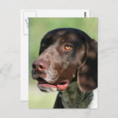 ドイツ語ポインタ ポストカード (正面/裏面)