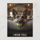 ドイツ・シェパード 犬種 ポストカード 寂しい (正面)