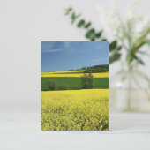 ドイツ・バーベンハウゼン近くの菜の花畑 ポストカード (スタンド正面)