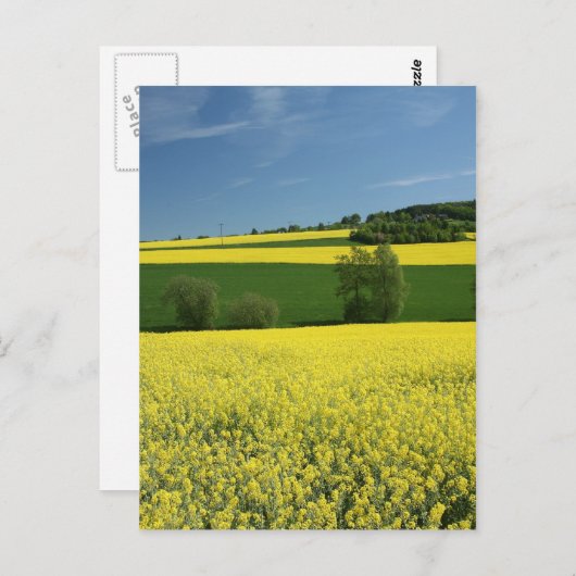 ドイツ・バーベンハウゼン近くの菜の花畑 ポストカード (正面/裏面)