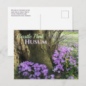 ドイツ、フセム州開花に紫色のクロキュース ポストカード (正面/裏面)