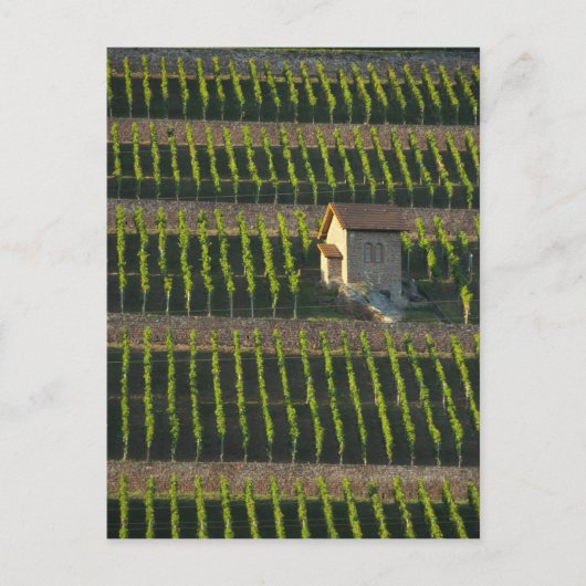 ドイツ、フランソニア、ヴェルテイム。特別な丘の斜面2 ポストカード (正面)