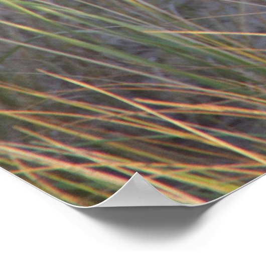 ドゥネス子猫 ポスター (角)