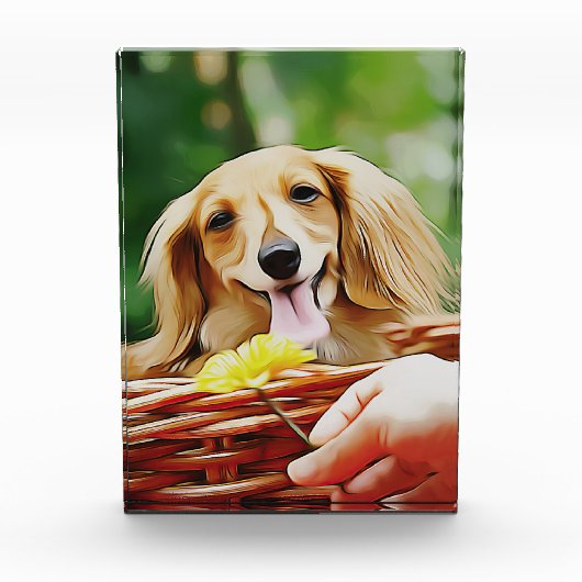 ドキシー人の手が花をダックスシュントに示す フォトブロック (正面)