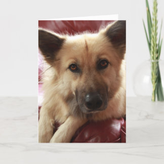 ドギーが良くなる カード