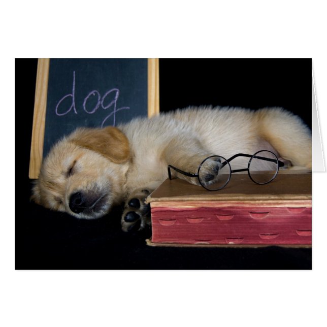 ドギー学校 (正面横)