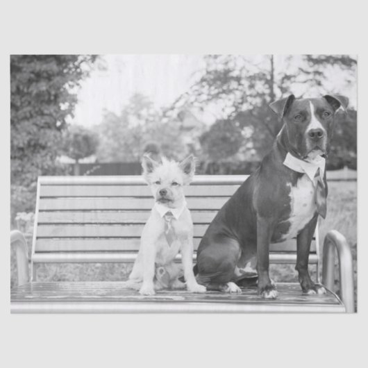 ドギー結婚ティッシュペーパー 薄葉紙 (正面)