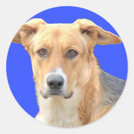 ドギー顔シール ラウンドシール