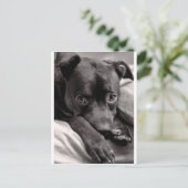 ドギー ポストカード (スタンド正面)