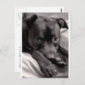 ドギー ポストカード (正面/裏面)