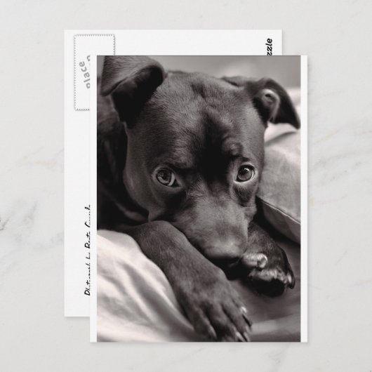 ドギー ポストカード (正面/裏面)