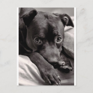 ドギー ポストカード