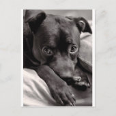 ドギー ポストカード (正面)