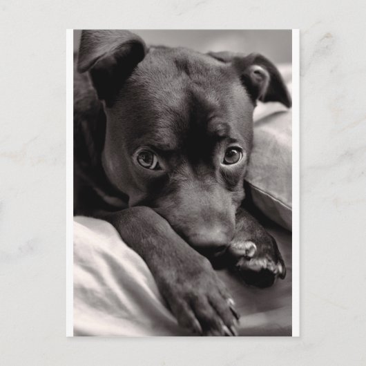 ドギー ポストカード (正面)