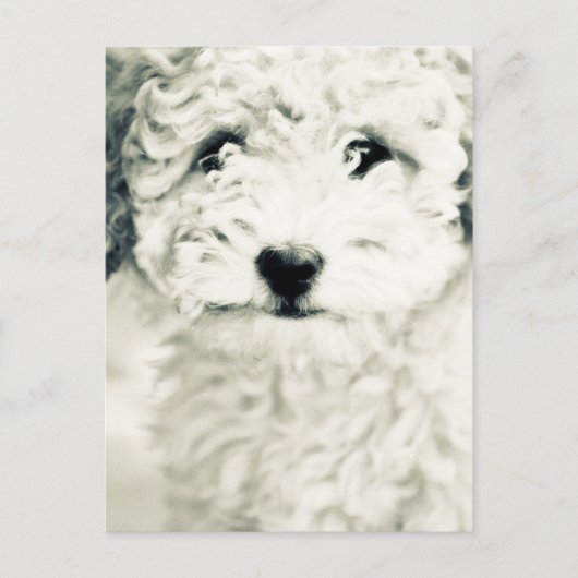 ドギー ポストカード (正面)