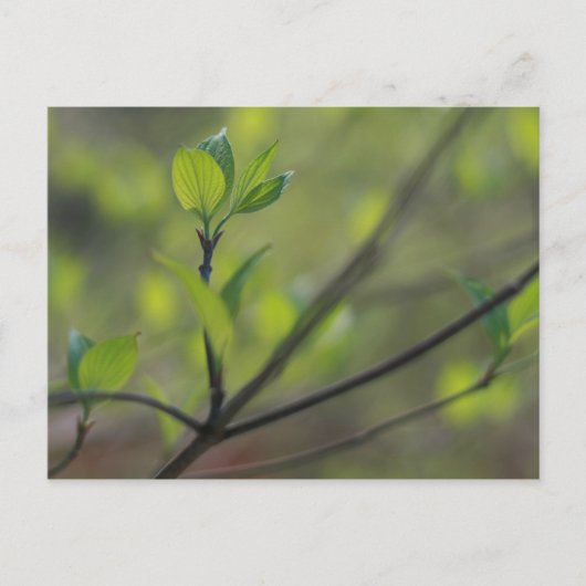 ドグウ葉ド春 ポストカード (正面)