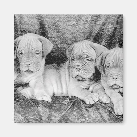 ドグデボルドー磁石 マグネット (正面)