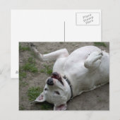 ドゴ・アルヘンティーノの少女 ポストカード (正面/裏面)