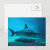 ドスザメ (Carcharhinus Obscurus) 、ウシャカ ポストカード (正面/裏面)