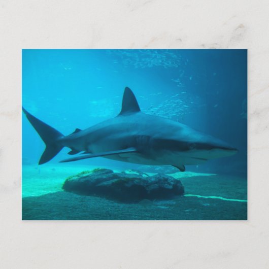 ドスザメ (Carcharhinus Obscurus) 、ウシャカ ポストカード (正面)