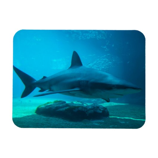 ドスザメ (Carcharhinus Obscurus) 、ウシャカ マグネット (横)