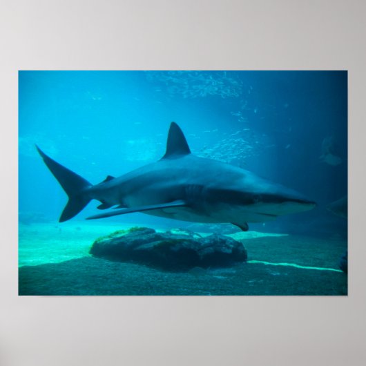 ドスメスジロザメ (Carcharhinus Obscurus) 、ウシャカ ポスター (正面)
