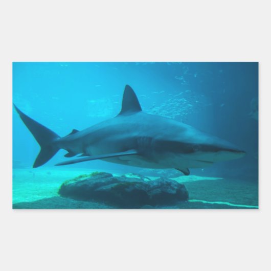 ドスメスジロザメ (Carcharhinus Obscurus)、ウシャカ 長方形シール (正面)