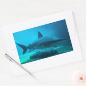 ドスメスジロザメ (Carcharhinus Obscurus)、ウシャカ 長方形シール (封筒)