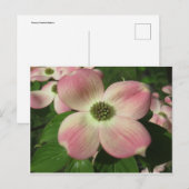 ドッウッドの花 ポストカード (正面/裏面)