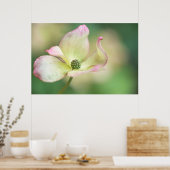 ドッウッドの花 | Cornus Kousa '恋しく思 Satomi' ポスター (キッチン)