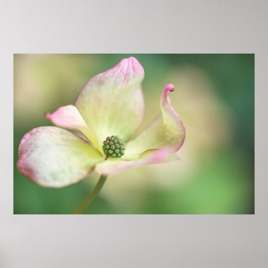 ドッウッドの花 | Cornus Kousa '恋しく思 Satomi' ポスター (正面)