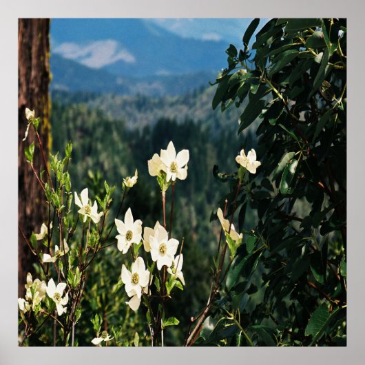 ドッグウッドが咲き…... ポスター (正面)