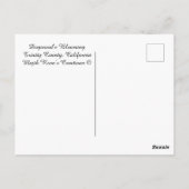 ドッグウッドが咲き…..... ポストカード (裏面)