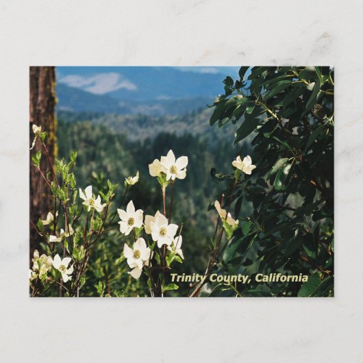 ドッグウッドが咲き…..... ポストカード (正面)